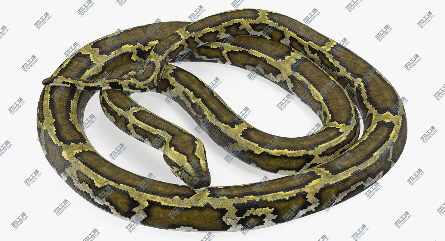 images/goods_img/2021040163/3D model Green Python Snake Curled Pose/2.jpg